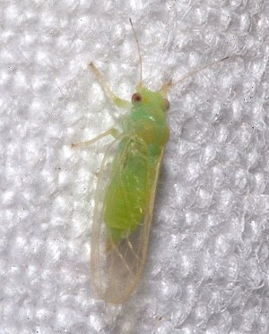 Фото из Википедии