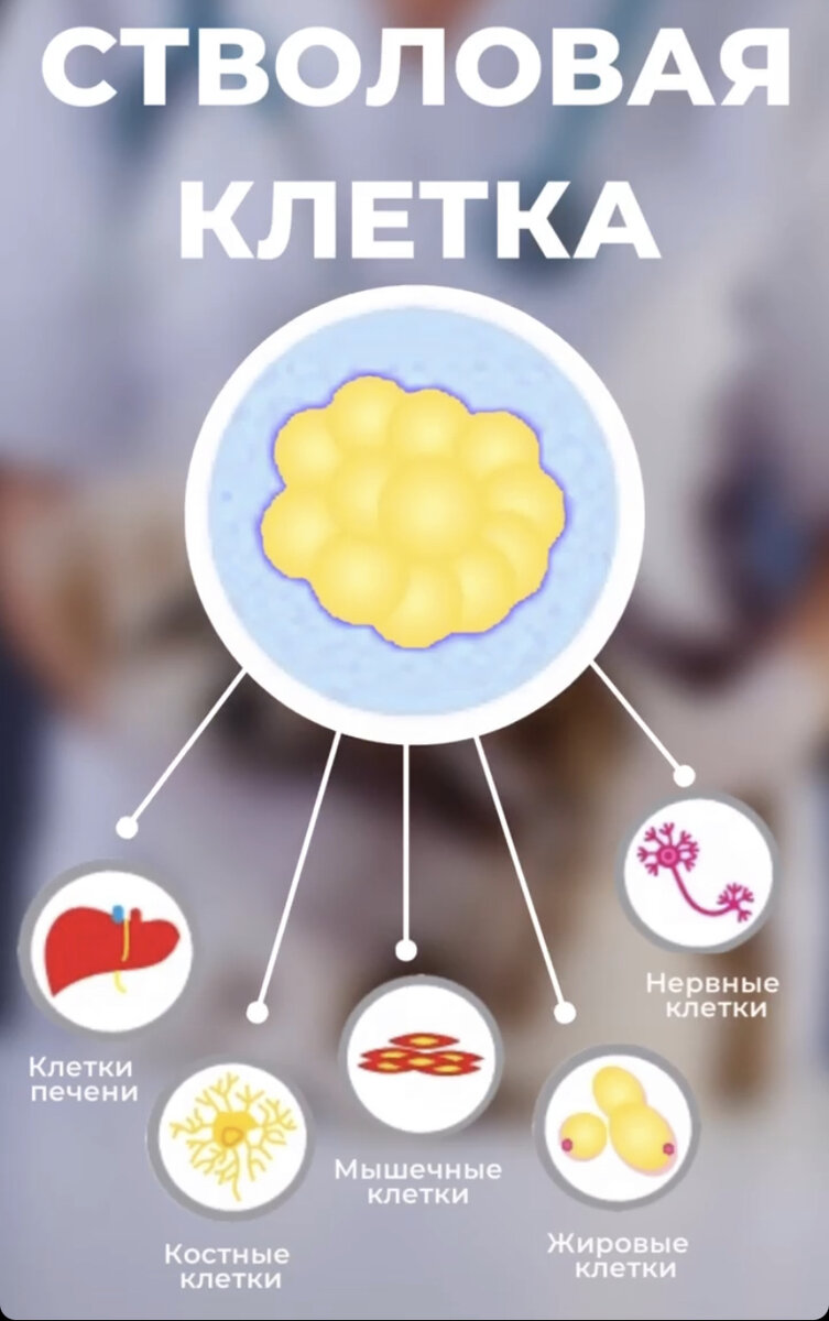 Стволовые клетки от всех ли болезней? | VETSTEM Pharma&Cell | Дзен