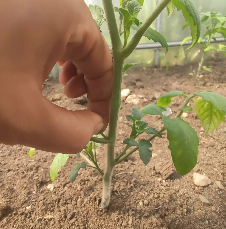 Добавьте описание