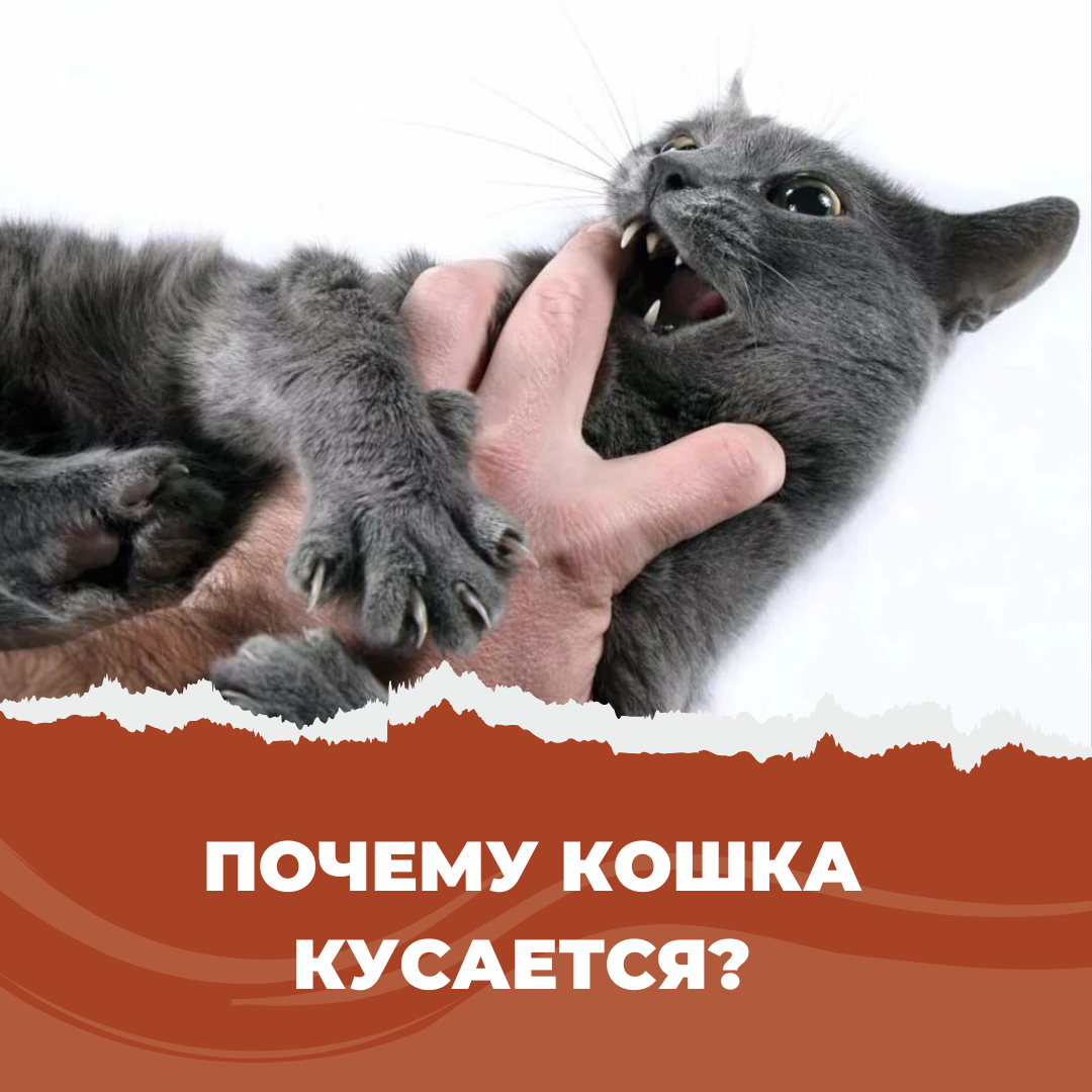 Почему кошка кусается?: sestratk — LiveJournal - Page 2