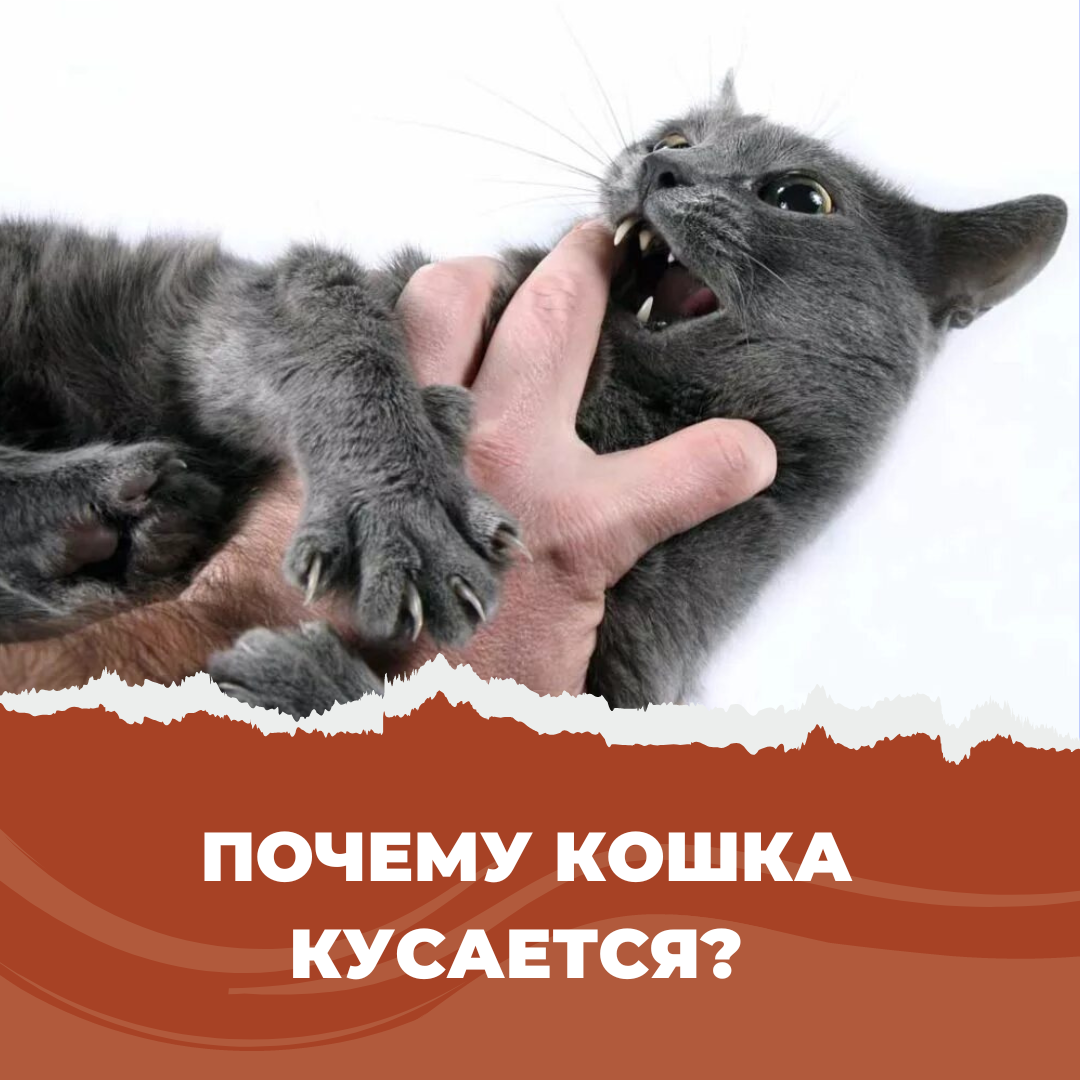 Почему кошка шипит на человека: как справиться | Royal Canin