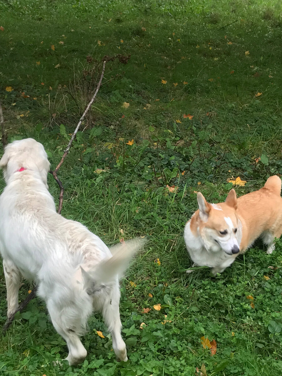 На прогулке встретили друга