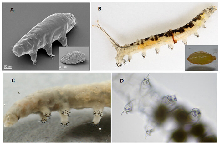 Слева — тихоходка. Справа — личинка мухи береговушки. Похожи? Похожи!