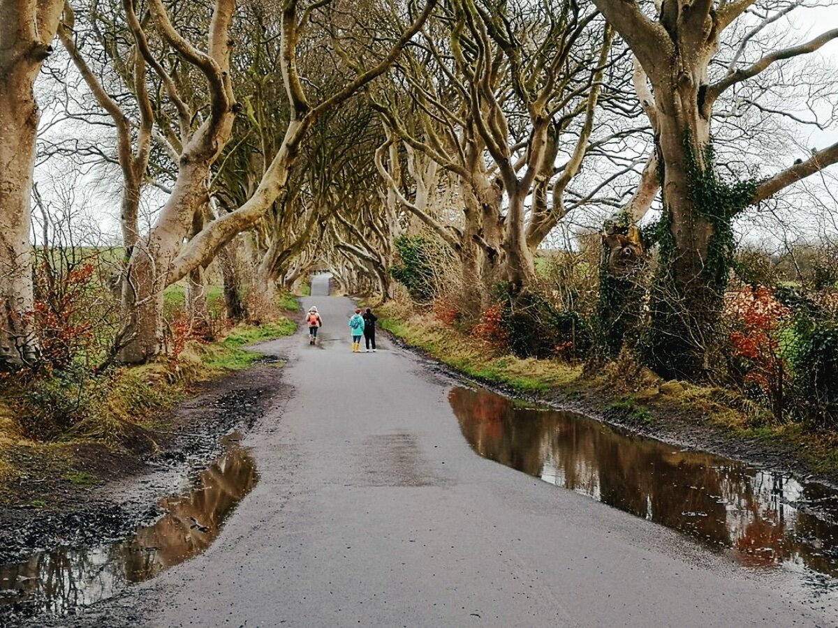 Игра престолов, света и тени: таинственная аллея Dark Hedges, деревья  которой посажены 250 лет назад | Tour2Go | Дзен