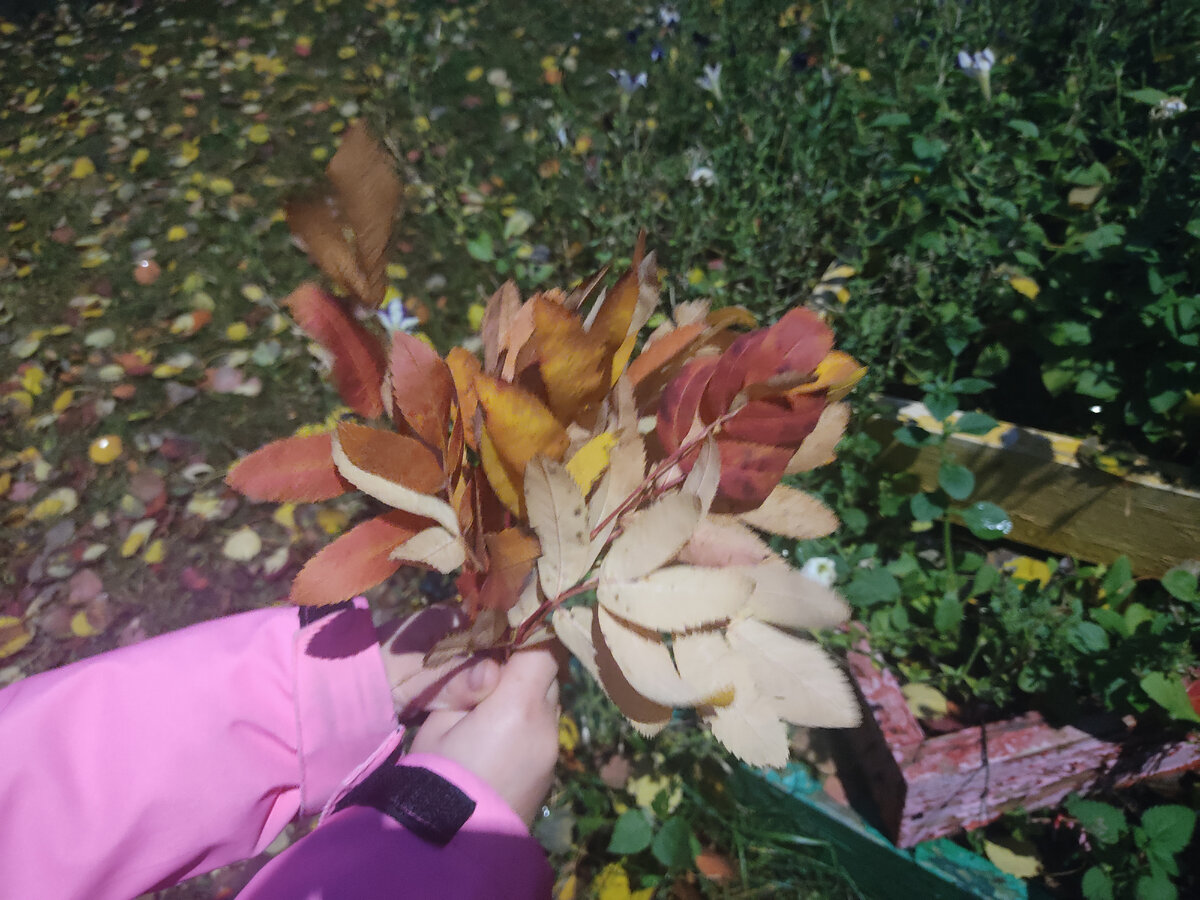 Ребёнок всё готов тащить домой - из магазинов игрушки, с улицы листья. 