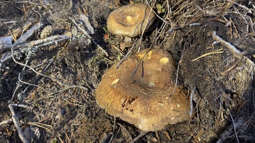 Свинушка тонкая (Paxillus involutus). Ядовитый гриб