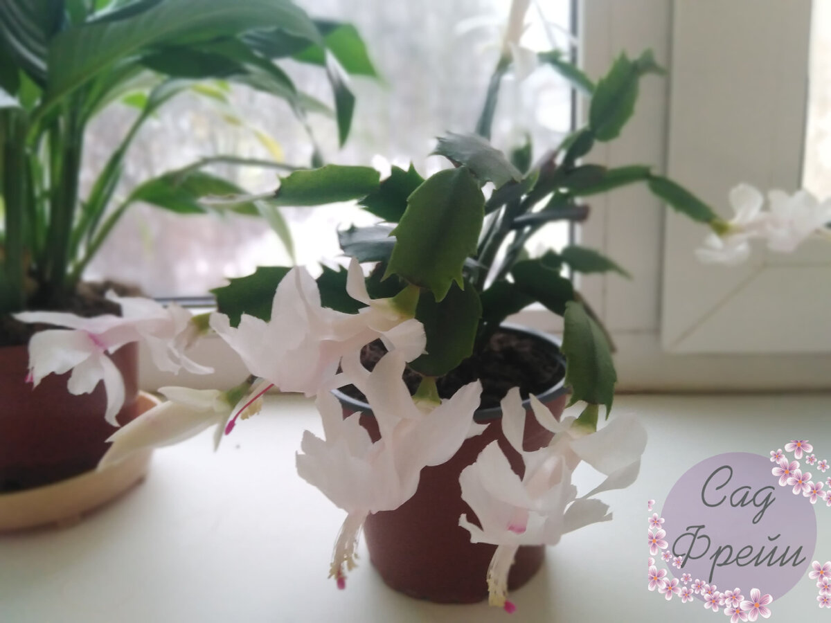 Род шлюмбергера SCHLUMBERGERA