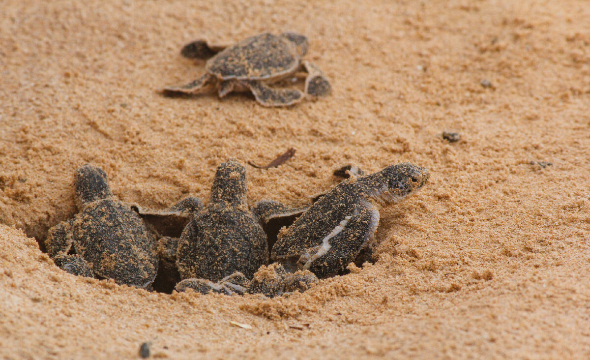 черепахи на шри ланке