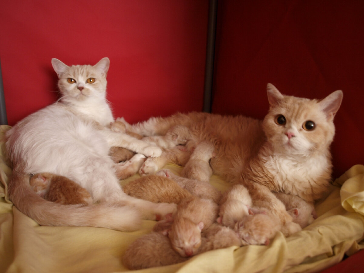 кошки автора, родившие с разницей в один день. Всего было 12 котят