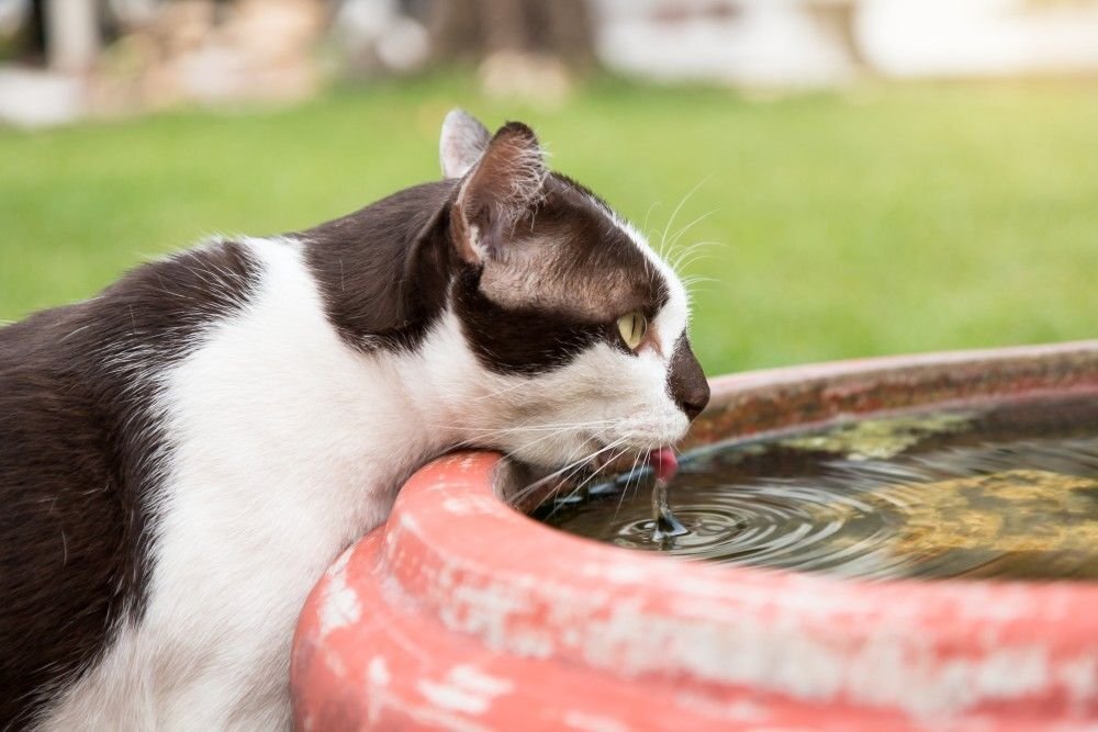 Должна ли вода для кошки находиться вдали от еды | КотДог | Дзен