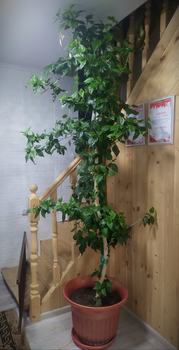 Наше "дерево" в первый день дома. Фото автора 