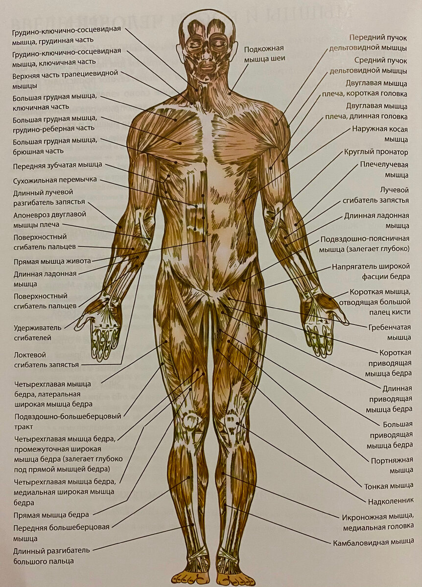 Иллюстрация 1 - вид спереди