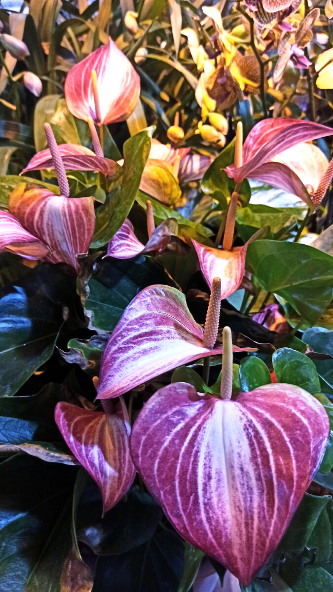 Каков красавец! Антуриум полосатый