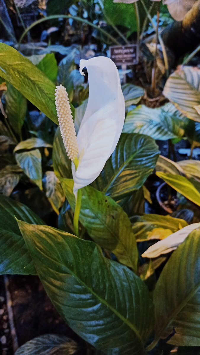 Спатифиллум