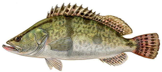 Siniperca chuatsi