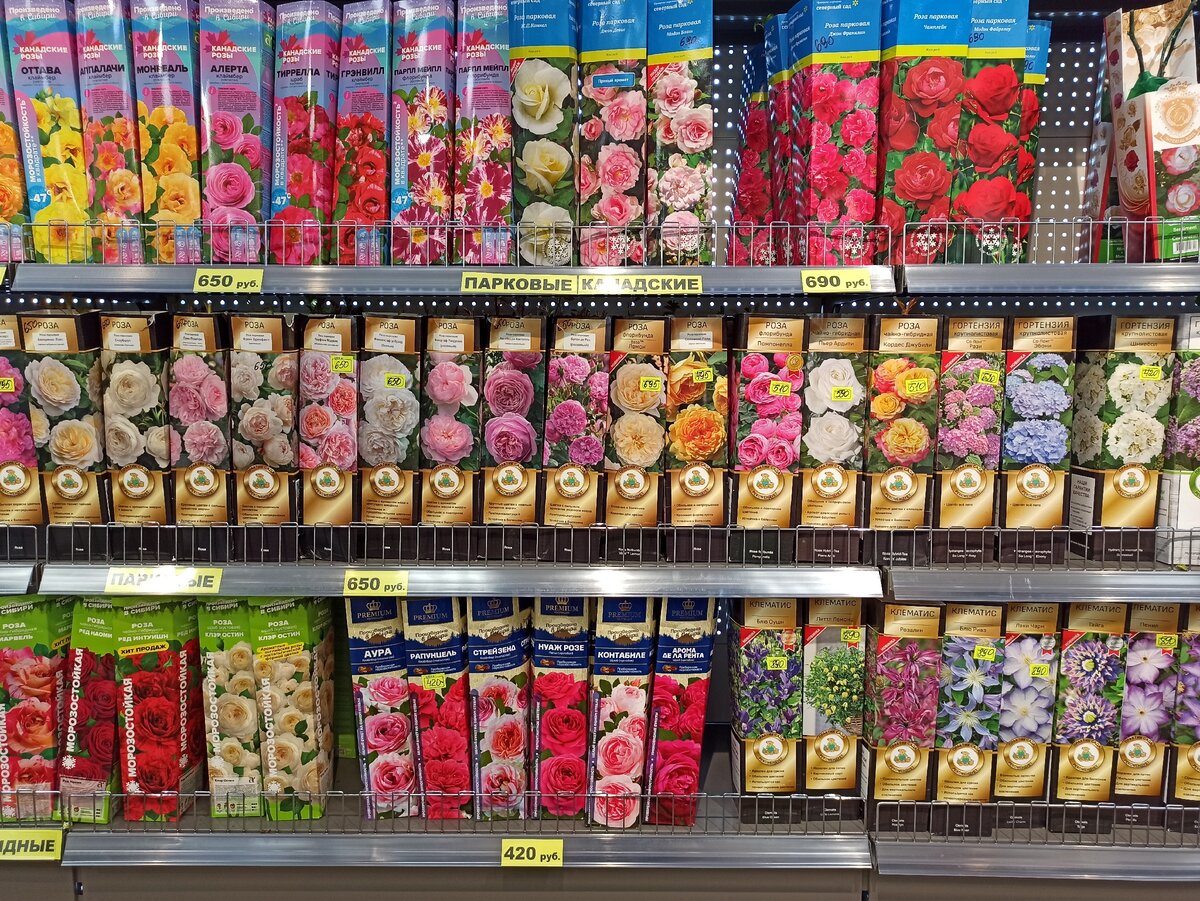 Розы - это красиво. А еще розы - это боль и разочарование следующей весной. [наше фото]