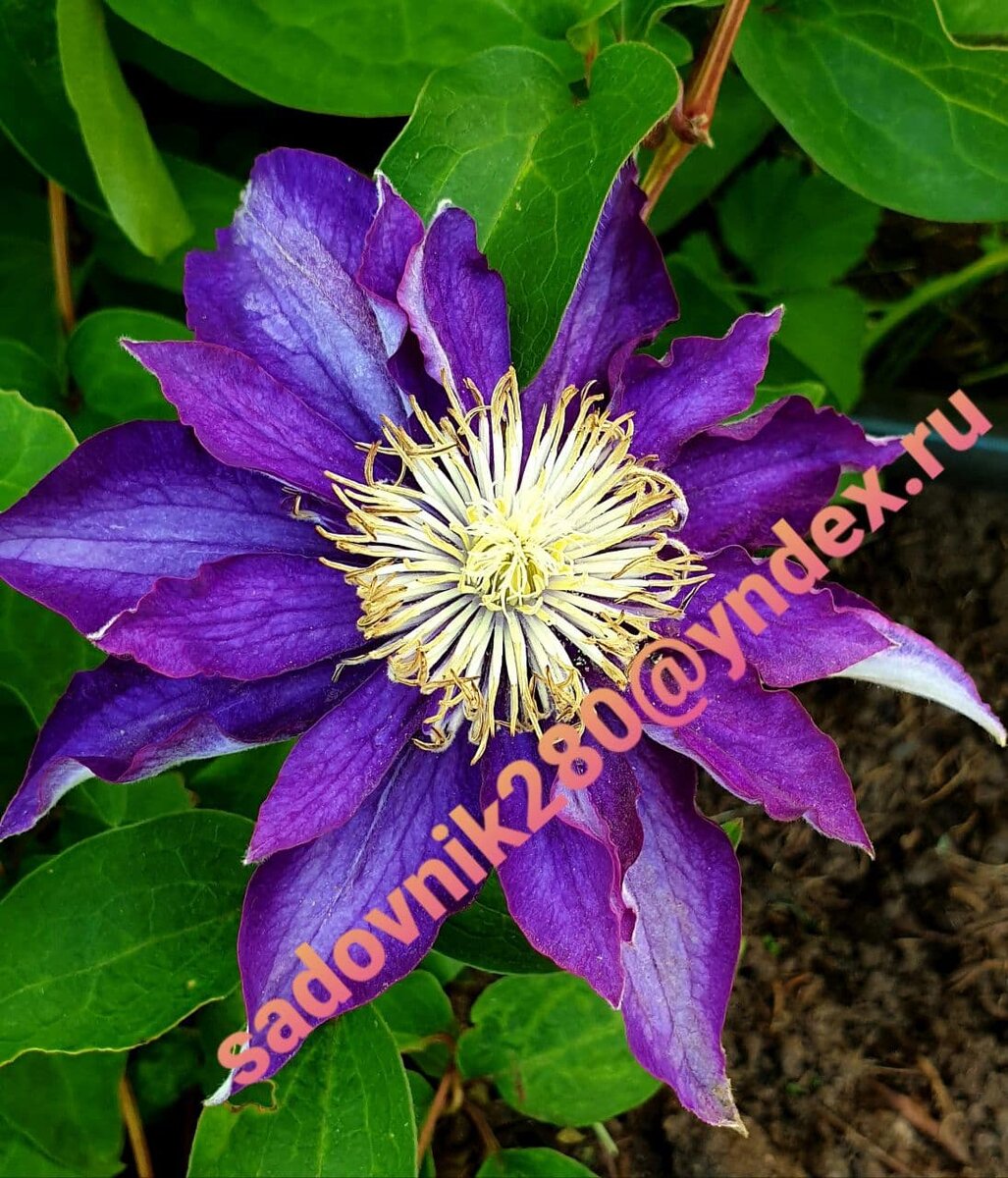 фото автора Алесад