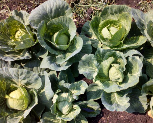 Капуста точка фото Семена капуста белокочанная Plant Заря 1 уп. купить в Москве, цены на Мегамарк