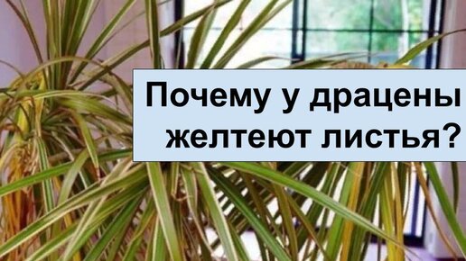 Почему желтеет драцена и опадают листья: находим причины и предлагаем решения