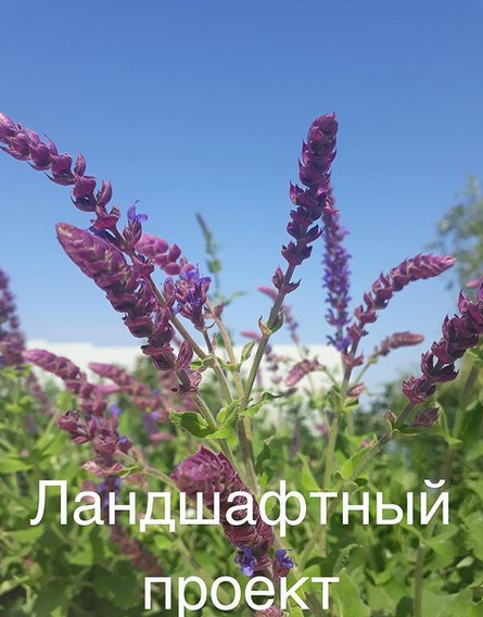 Фото с нашего участка.