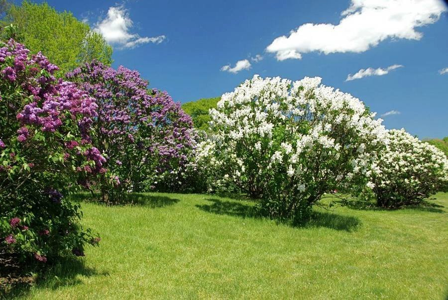 Прекрасные кусты сирени