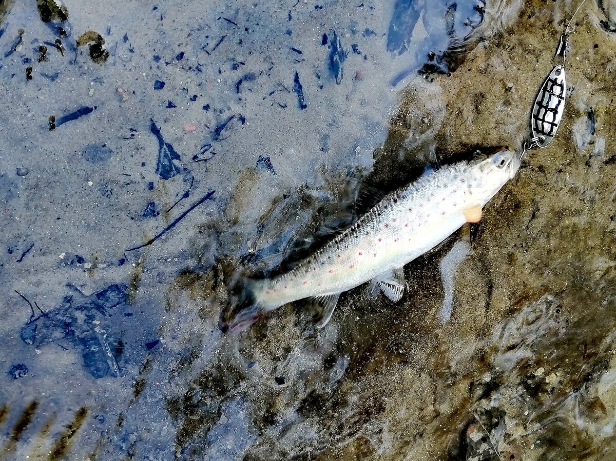 И буду ловить её... 