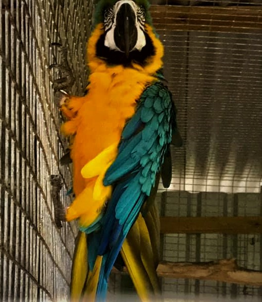 Ара крупным планом