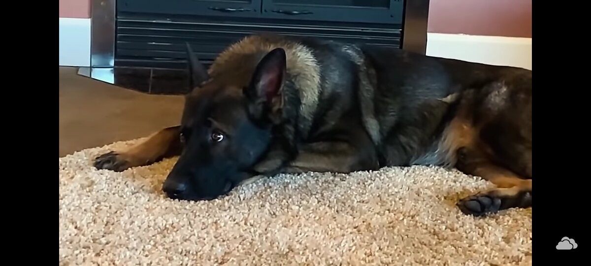 1.    Немецкие овчарки очень преданны своему владельцу. Если получается так, что пес оказывается у новых хозяев, то процесс привыкания к новоиспеченному владельцу протекает для них крайне болезненно. Может отдать жизнь, защищая близкого человека.