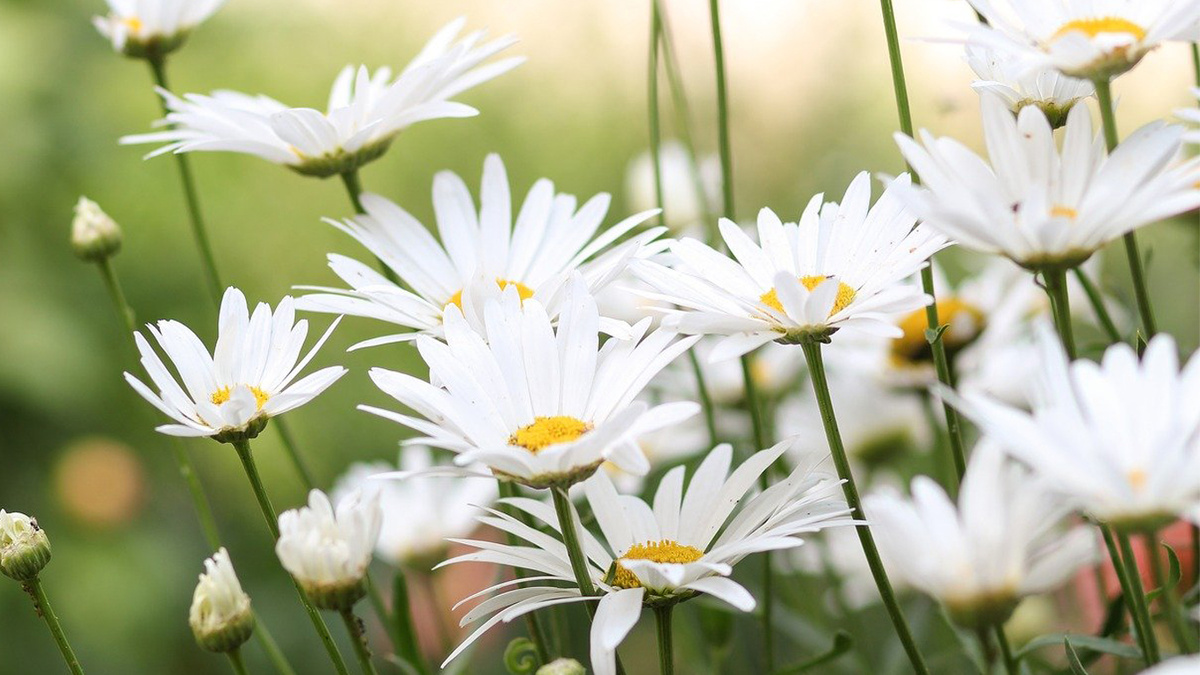 Ромашка богата эфирными маслами. pixabay.com