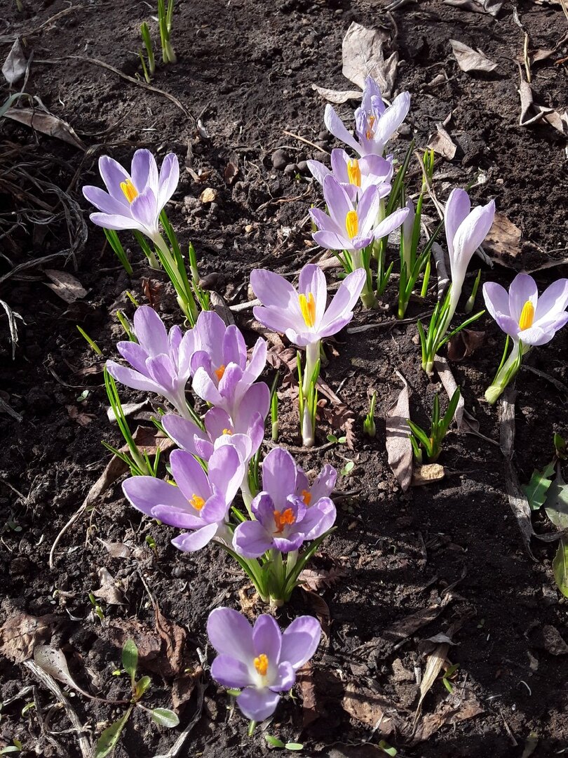 Крокус крупноцветковый, сорт Vanguard