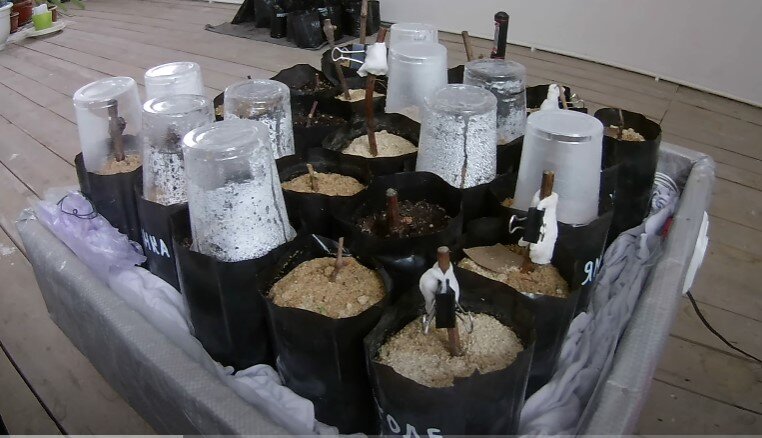 Саженцы с проблемными почками поставлены в кильчеватор 