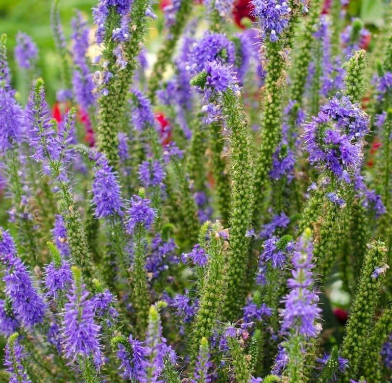 Источник фото https://www.instagram.com/p/CMpbIg8H6fE/