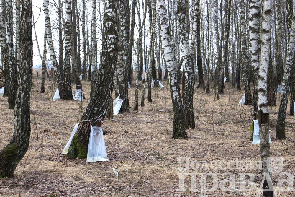  С 29 марта в лесничествах Пинского лесхоза началась заготовка березового сока.