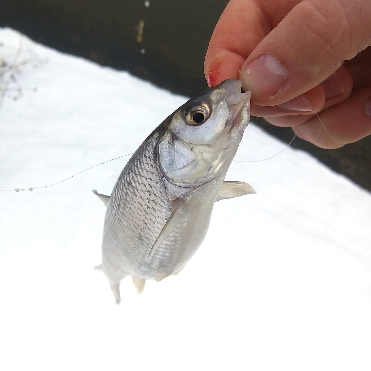  Голавль и плотва: различия и особенности рыболовного промысла 