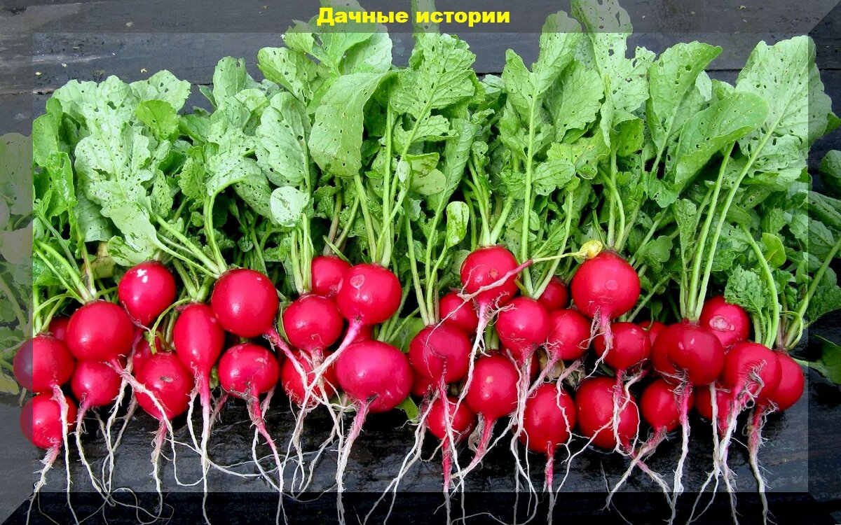 https://vk.com/photo-159774511_457246713