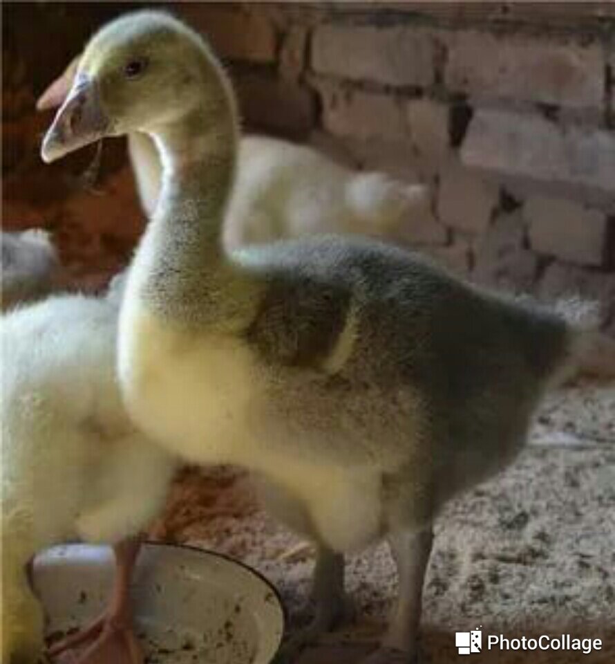 Фото с интернета 