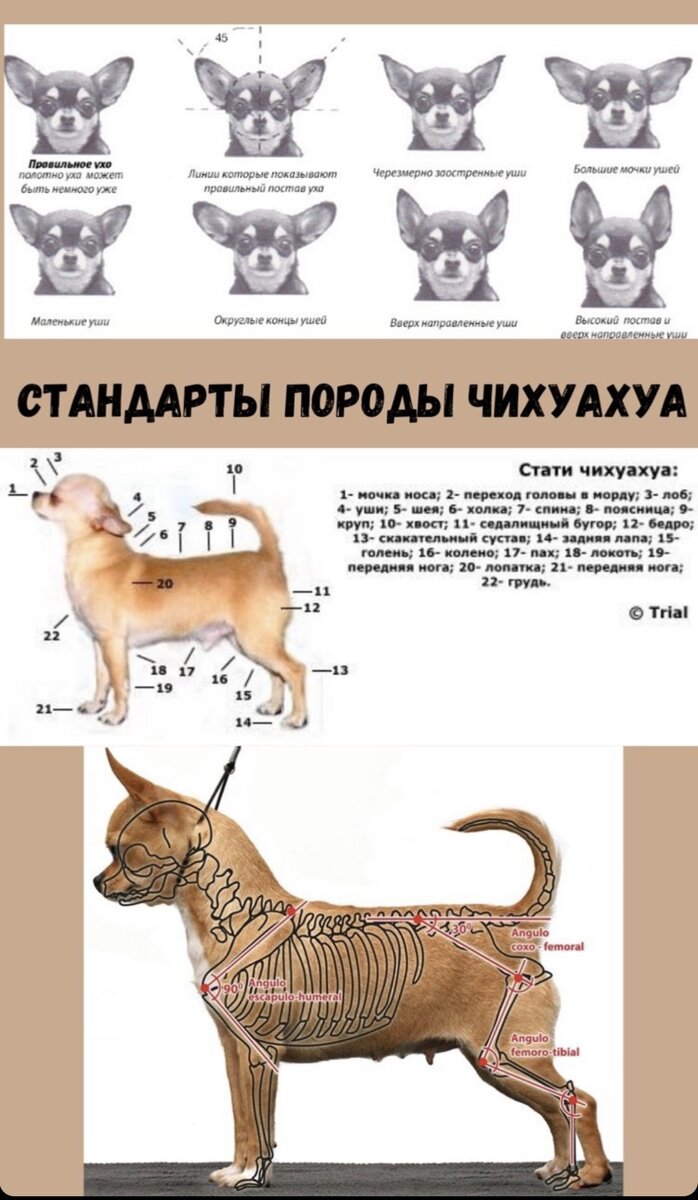 Как должны выглядеть чихуахуа