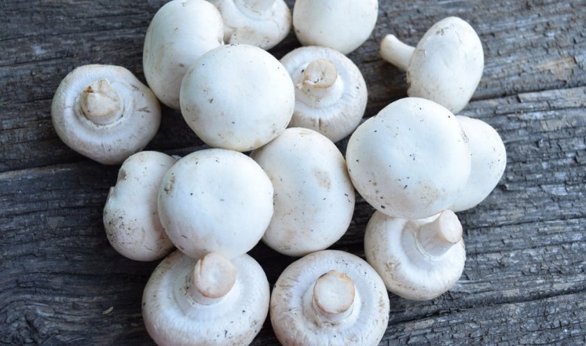 Как понять что шампиньоны испортились