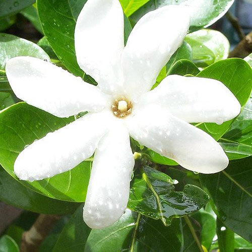 фото из Яндекс-картинки в свободном доступе