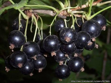 Фото из интернета