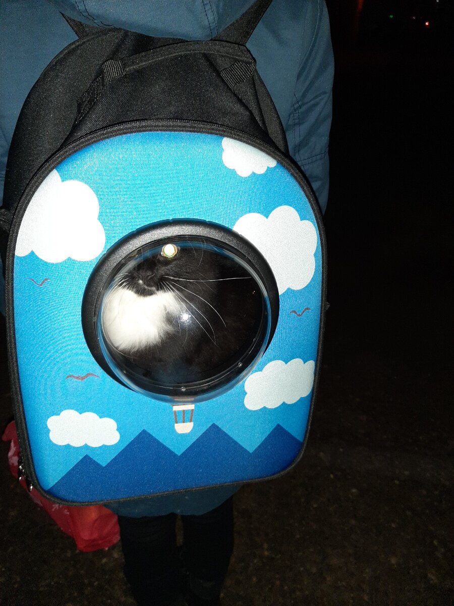 Старший кот, Ветер, переноску обожает :)