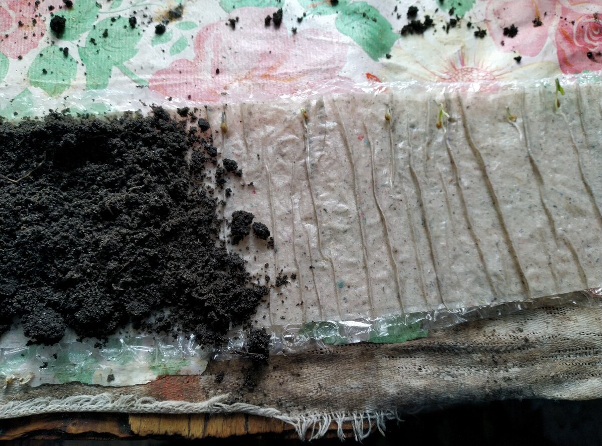 Видите справа, как проклюнулись растюшки?