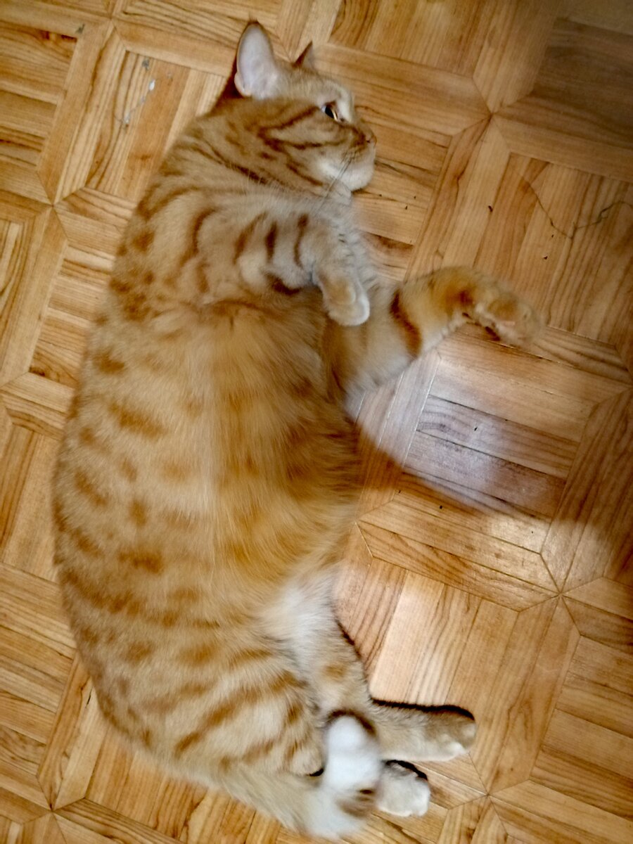 Адольф Котлер