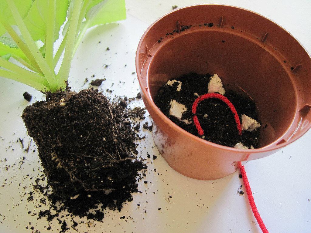 пеларгония прикорневой полив. фикус бальзамина. красивое растение в горшке. пеларгония в горшке. пересаживание пальмы драцена.