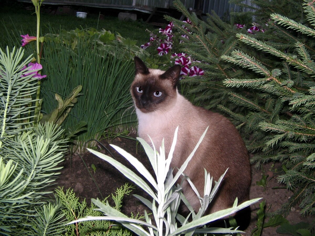 Лиса, листаем