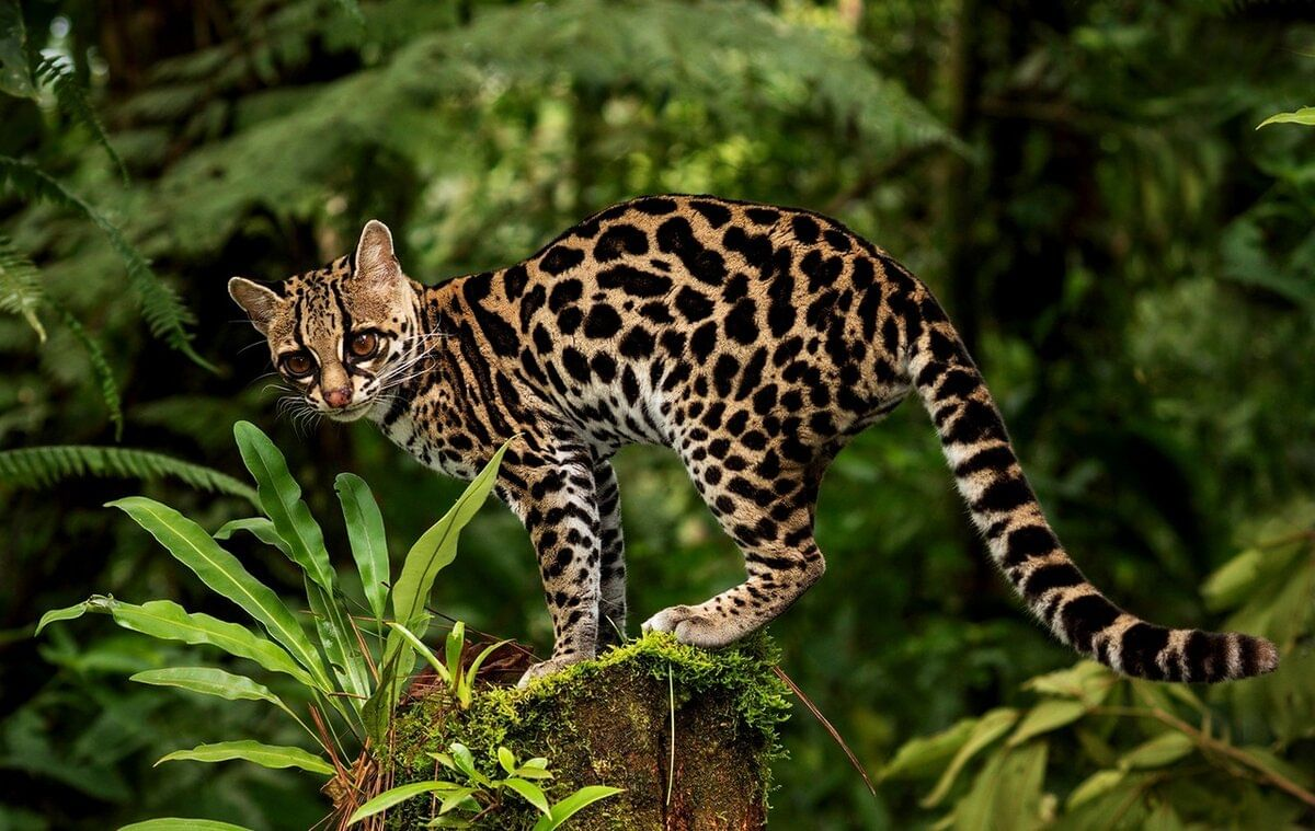 Моргать или маргать. Оцелот, онцилла, Маргай. Леопард онцилла. Длиннохвостая кошка Маргай. Оцелот Южная Америка.