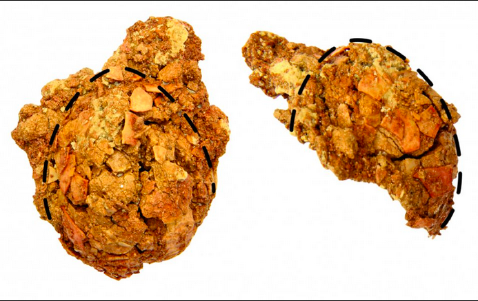 Фото: Historical Biology