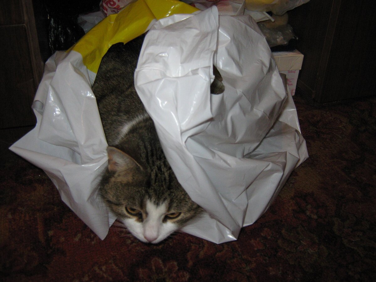 Нельзя на столе? Отлично! Заберусь в пакет. Фото мое.