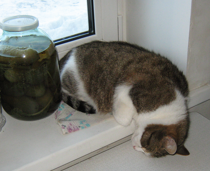 Вишка облюбовала подоконнике, а вместе с ним и стол. Решение оказалось простым. Я задвинул стулья под стол, а с пола она не запрыгивала. Фото мое.