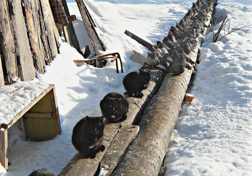 котенок на крыше. кошечка на крыше. коты на трубах сидят. котик на трубе греется. котик на трубе.